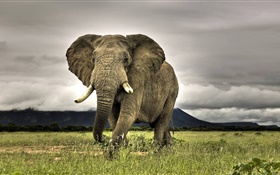 elefante close-up, grama HD Papéis de Parede