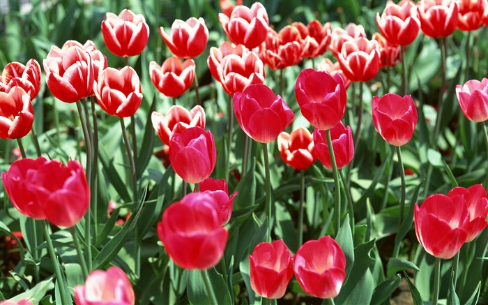 Campo de flores, tulipas vermelhas Papéis de Parede, imagem