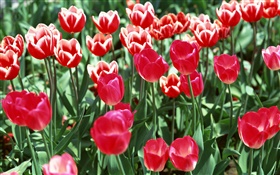 Campo de flores, tulipas vermelhas