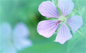 Cinco pétalas de flor close-up, orvalho HD Papéis de Parede
