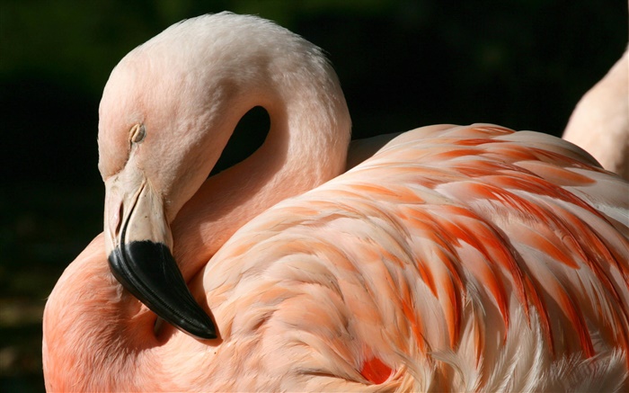 Flamingos close-up Papéis de Parede, imagem