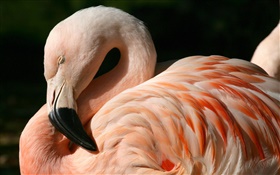 Flamingos close-up HD Papéis de Parede