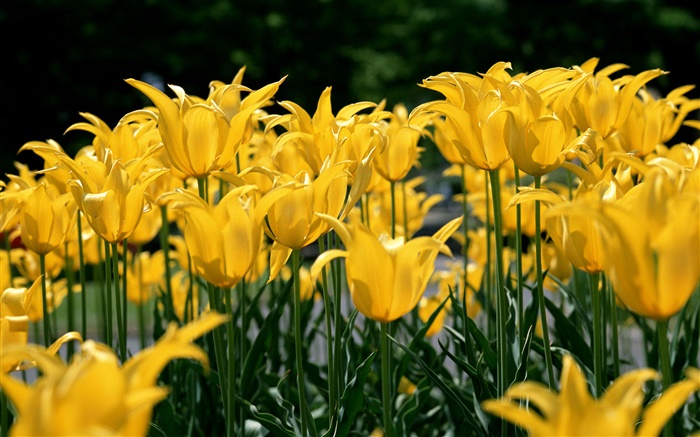 Campo de flor, tulipa amarela Papéis de Parede, imagem