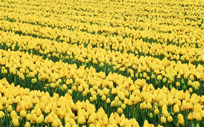 Campo de flores, tulipas amarelas Papéis de Parede, imagem