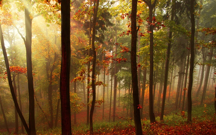 Floresta, árvores, raios do sol, outono Papéis de Parede, imagem