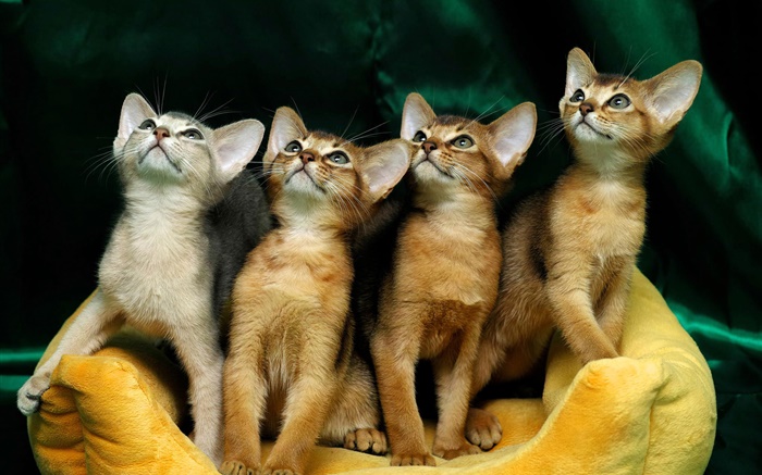 Quatro gatinhos Papéis de Parede, imagem