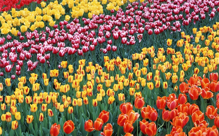 Quatro cores diferentes tulipa flores Papéis de Parede, imagem