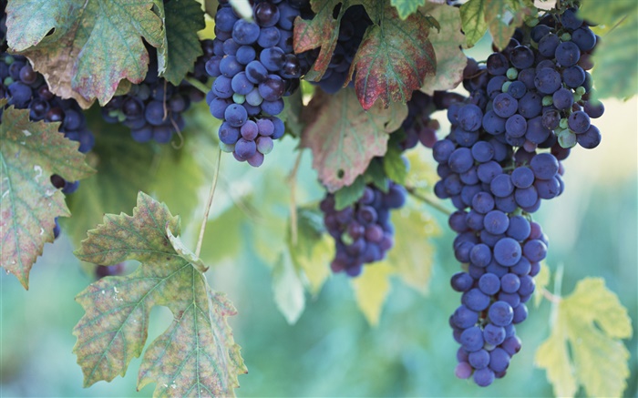 frutas close-up, uvas Papéis de Parede, imagem