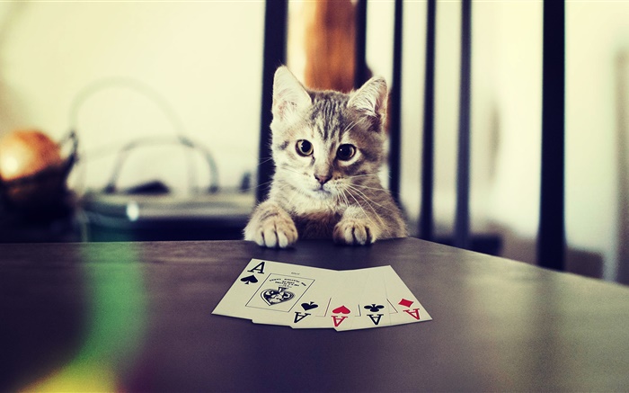 Animal de estimação engraçado, gatinho jogar poker Papéis de Parede, imagem