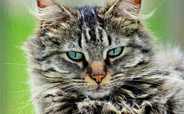 Peludo gato cinzento listrado Papéis de Parede, imagem