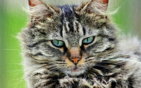 Peludo gato cinzento listrado HD Papéis de Parede