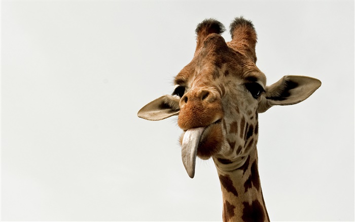Giraffe rosto close-up Papéis de Parede, imagem