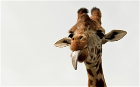 Giraffe rosto close-up HD Papéis de Parede