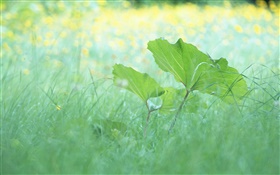 Grama, folhas, verão HD Papéis de Parede