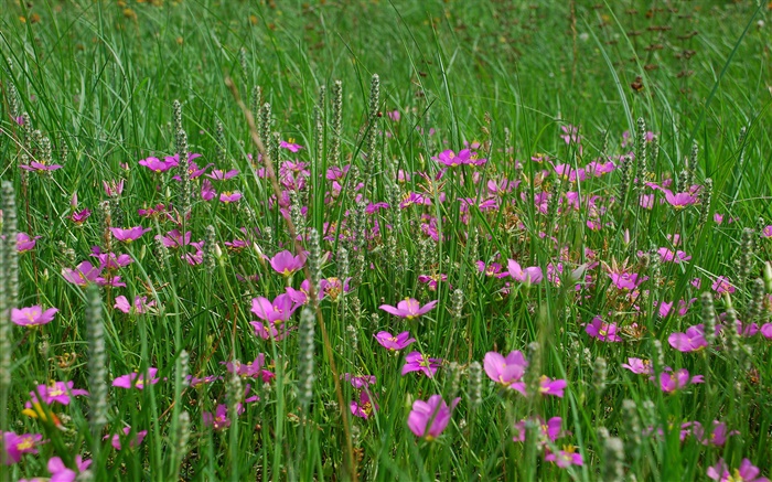 Grama, flores silvestres rosa Papéis de Parede, imagem