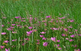 Grama, flores silvestres rosa HD Papéis de Parede