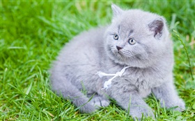 Cinza Shorthair britânico, gato, grama verde