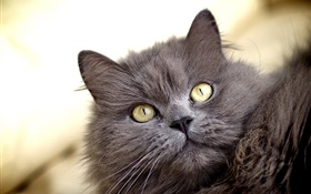 Gato cinzento, olhos amarelos HD Papéis de Parede