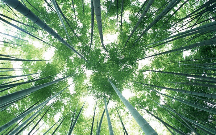 Floresta de bambu verde, céu, brilho Papéis de Parede, imagem