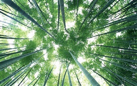 Floresta de bambu verde, céu, brilho HD Papéis de Parede