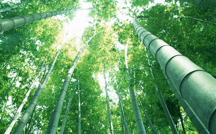 Bambu verde, raios do sol Papéis de Parede, imagem
