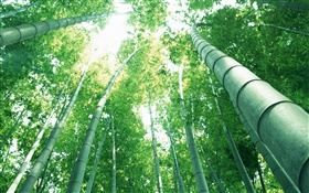 Bambu verde, raios do sol