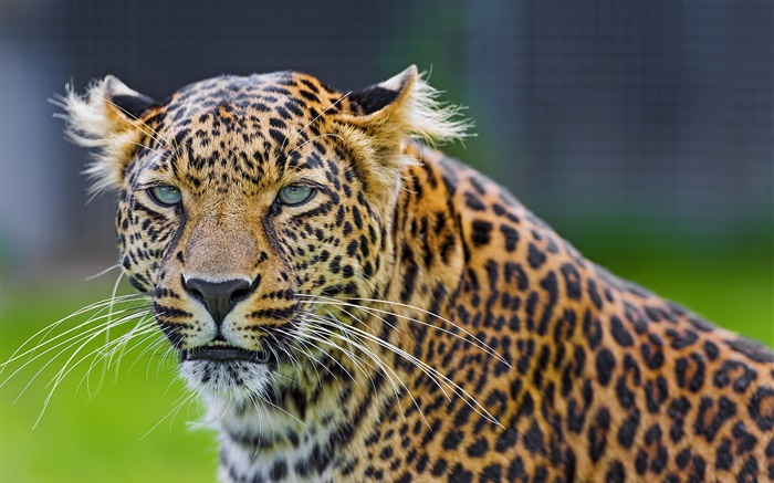 Olhos verdes leopardo, predador, rosto Papéis de Parede, imagem