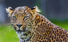 Olhos verdes leopardo, predador, rosto HD Papéis de Parede