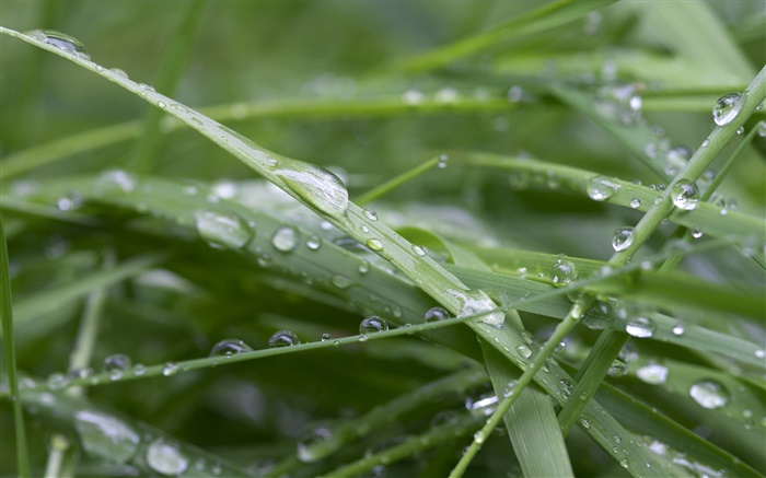 Grama verde, após a chuva, gotas da água Papéis de Parede, imagem