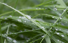 Grama verde, após a chuva, gotas da água