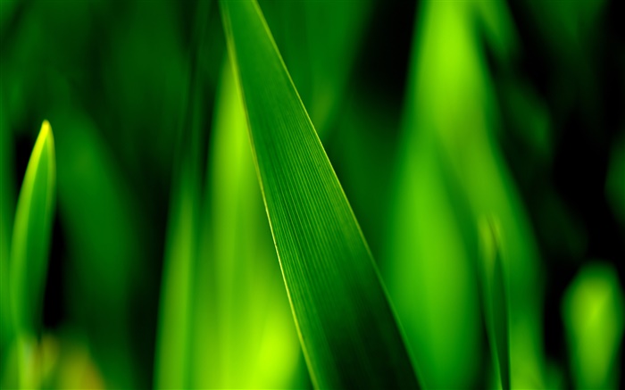 Verde lâminas de grama macro Papéis de Parede, imagem