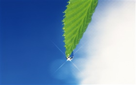 Folha verde, céu azul, brilho, orvalho HD Papéis de Parede