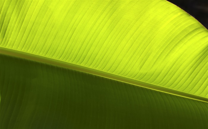 folha verde macro close-up Papéis de Parede, imagem