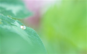 Macro verde da folha, gotas da água, bokeh HD Papéis de Parede