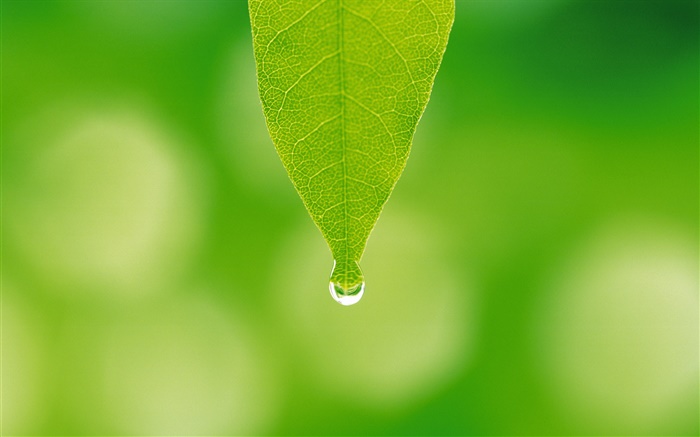 Folha verde, gotas da água, bokeh Papéis de Parede, imagem
