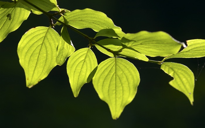 folhas verdes close-up, fundo preto Papéis de Parede, imagem