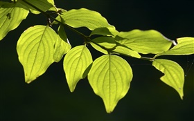 folhas verdes close-up, fundo preto HD Papéis de Parede
