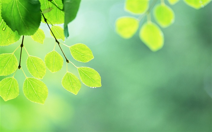 Folhas verdes, galhos, gotas de água Papéis de Parede, imagem
