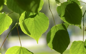 Corações do amor folhas verdes HD Papéis de Parede