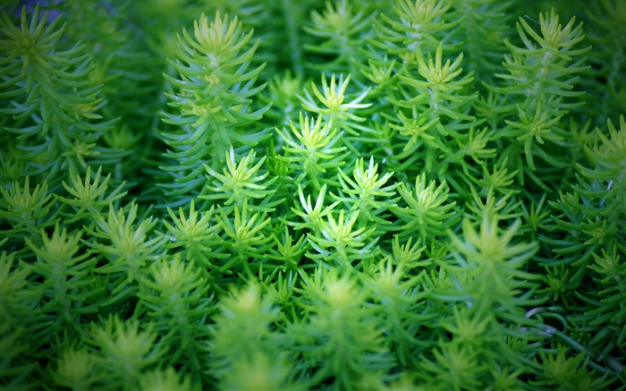 As plantas verdes close-up Papéis de Parede, imagem
