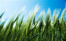 Campo de trigo verde, céu azul HD Papéis de Parede