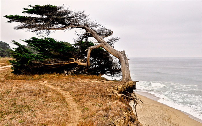 Half Moon Bay, Califórnia, EUA, costa, árvore Papéis de Parede, imagem