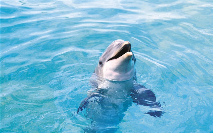 Golfinho feliz, mar azul Papéis de Parede, imagem