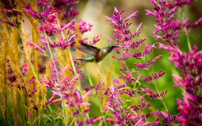 colibri, flores cor de rosa Papéis de Parede, imagem