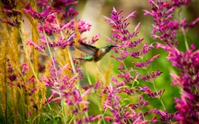 colibri, flores cor de rosa
