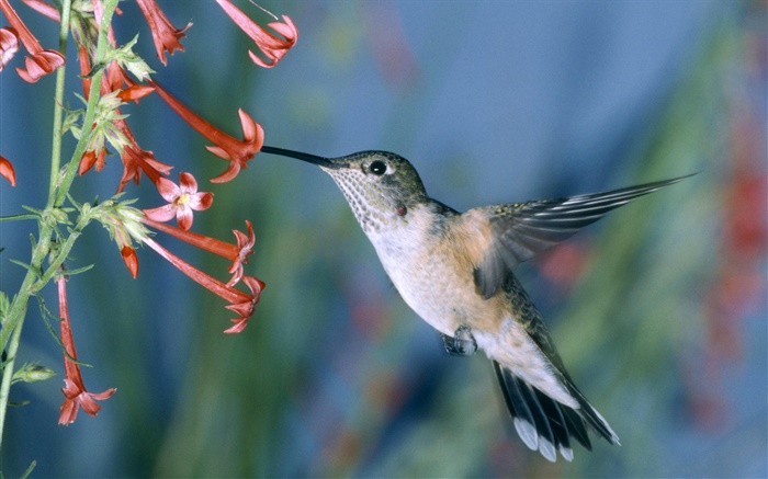 colibri, flores vermelhas Papéis de Parede, imagem