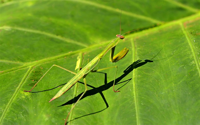 Inseto close-up, mantis Papéis de Parede, imagem