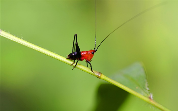 close-up inseto cricket Papéis de Parede, imagem