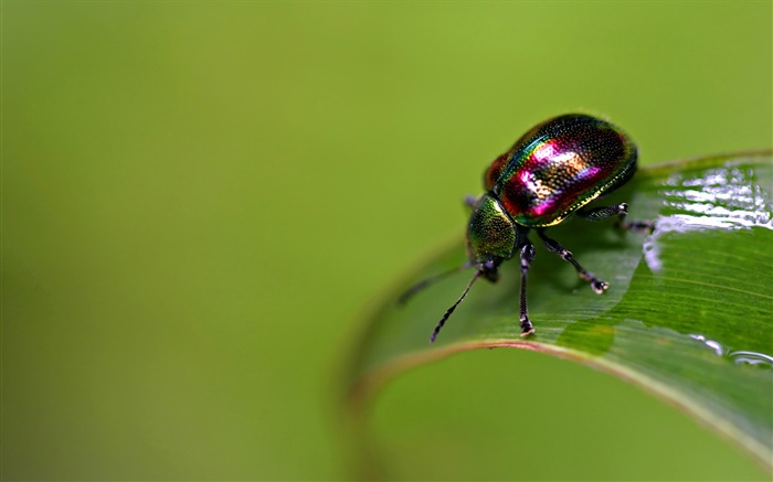 escaravelho inseto Papéis de Parede, imagem