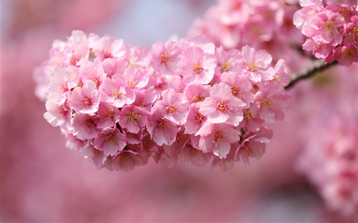 Japão sakura, galhos, flores cor de rosa, bokeh Papéis de Parede, imagem